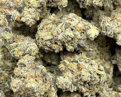 BISCOTTI GAS (EXOTIC QUAD DEAL) - Image 1